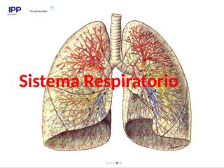 sistema respiratorio.pptx
